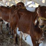 Sader declara a Sonora como Zona Libre de Brucelosis bovina, caprina y ovina